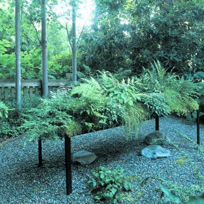 colorado landscaping low-water ferns