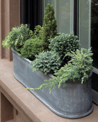 landscaping colorado container planting