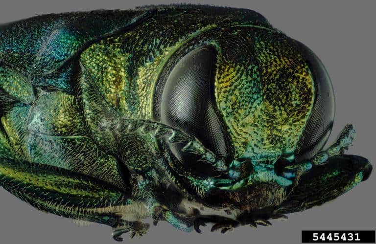 emerald ash borer pest