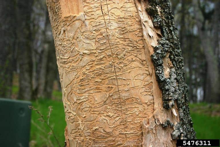 Control Destructive Pests – Emerald Ash Borer