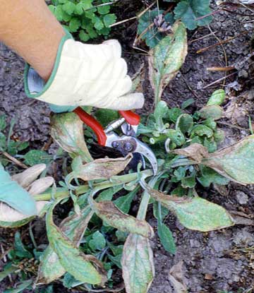 Prepare Your Garden for Winter Weather