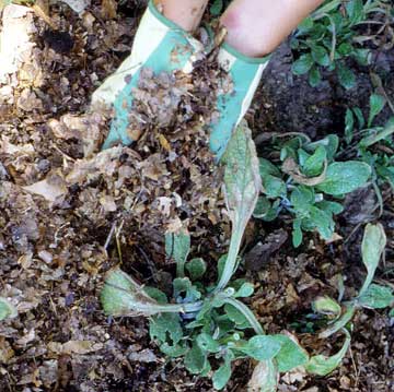 winter plant protection