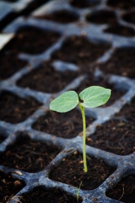 Organic Soil Amendments