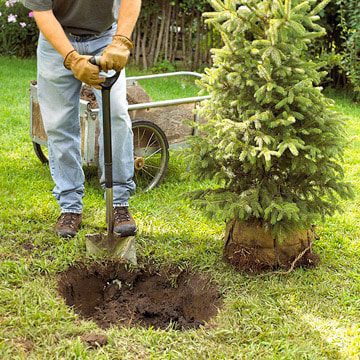 water wise landscape design
