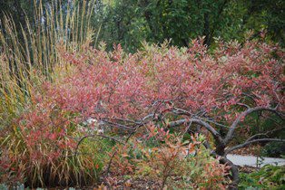 Western Sandcherry Western Sandcherry fall
