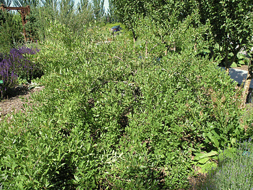 Western Sandcherry Western Sandcherry summer