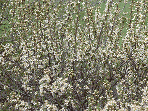 The Western Sandcherry