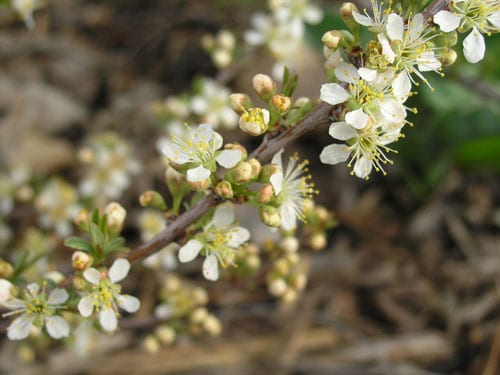 Western Sandcherry Western Sandcherry bud