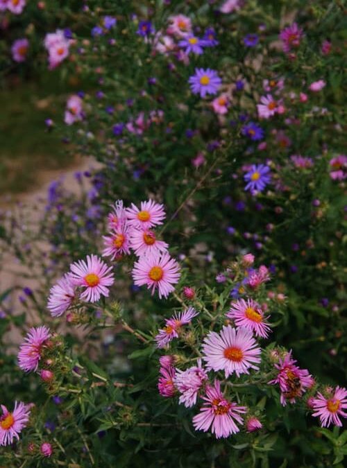 Best Flowers for Fall Gardens