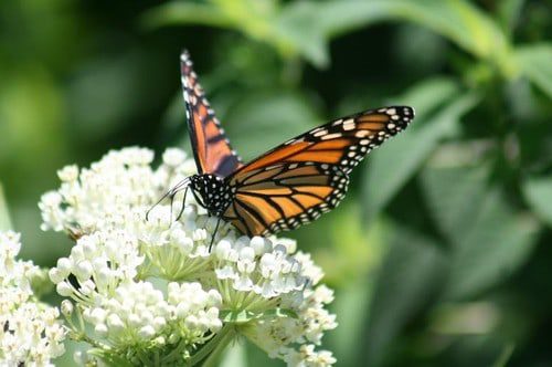 A Guide to Annuals and Perennials