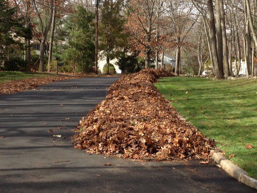 Take Advantage of Fall Leaves
