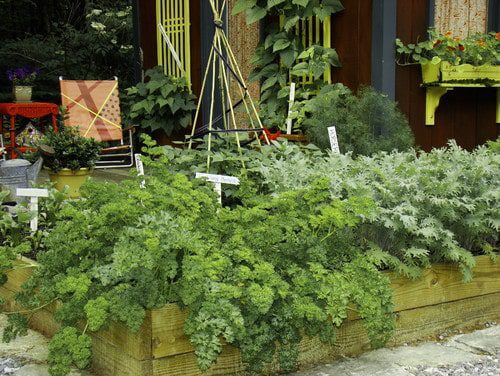 Start a Cool Season Vegetable Garden