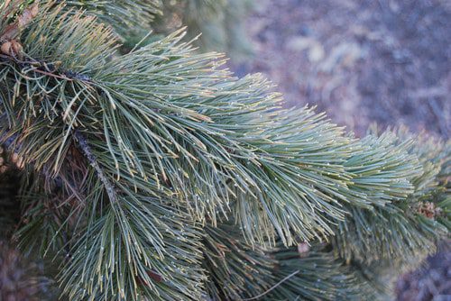 Rocky Mountain Bristlecone Pine
