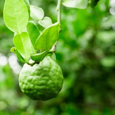 8 Edible Plants of Colorado