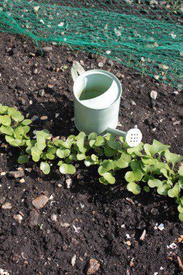 Vegetable Patch With Netting Stock Photo drought tolerant landscape