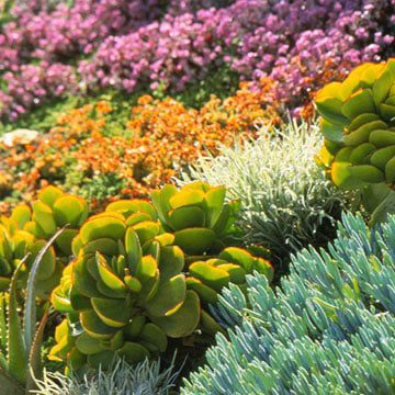 Create a Water-Wise Landscape