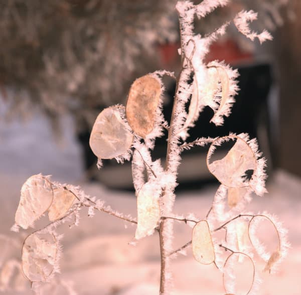 Protect Your Winter Garden from Frost