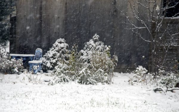 pruning vines in winter for spring