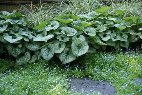 Foliage Fun: Adding Texture to Your Garden