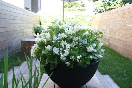 Bold Container Garden Designs