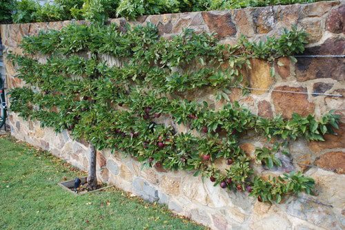 A Colorado Gardener’s February Checklist
