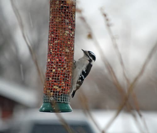 A Colorado Gardener’s January Checklist