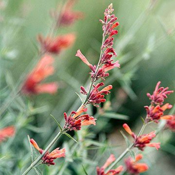 spring container garden annuals