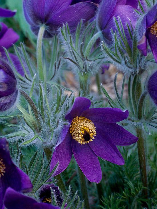 drought tolerant landscape design
