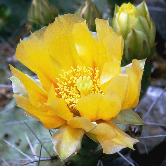 gorgeous drought tolerant landscape