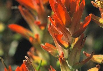 Top Native Plants of the Mountains