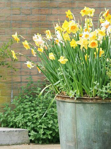 Celebrate Worldwide Plant a Flower Day!