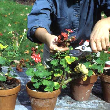Simple Spring Landscaping Tips