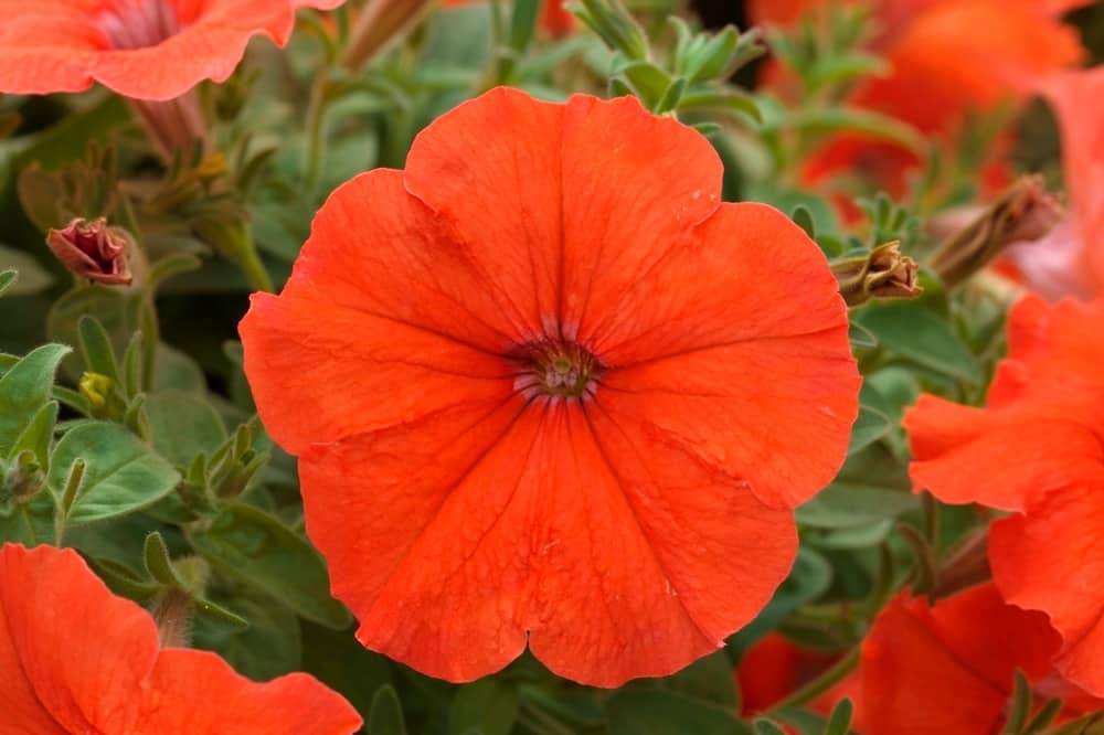 Top Garden Trends in 2014