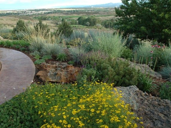 Planning Ahead – The 7 Principles of Xeriscape