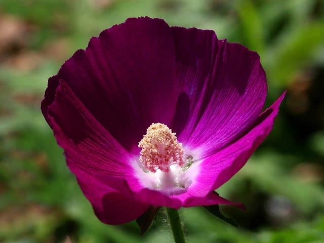 Prairie Winecups