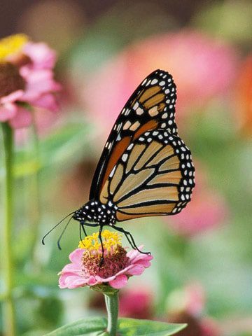 The Environmental Benefits of Eco-Friendly Xeriscaping