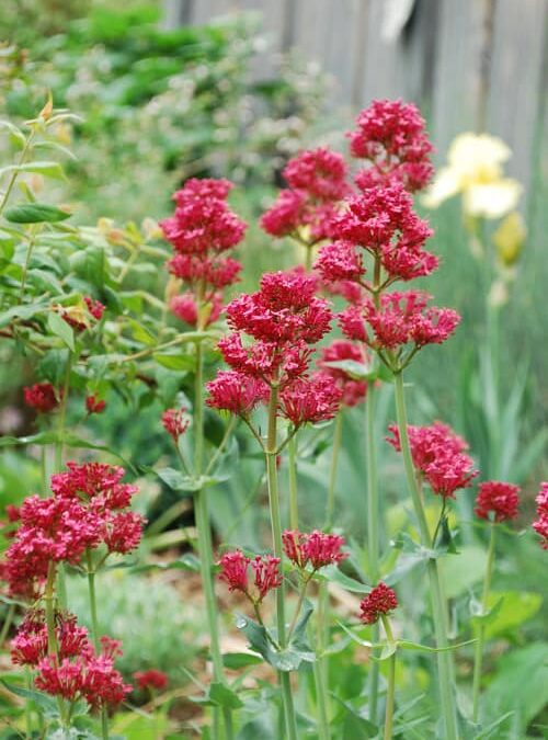 Fabulous Water-Wise Perennials for Colorado Gardens