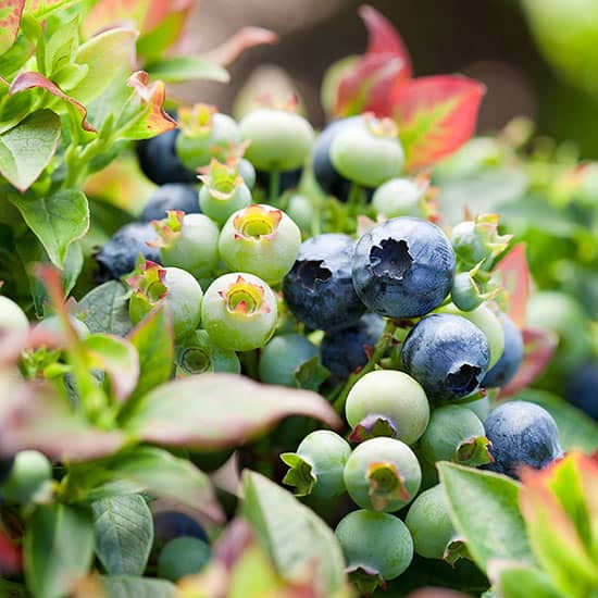 Superfoods You Can Grow in Your Backyard blueberries
