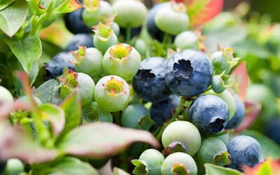Delectable Super Foods to Grow in Your Colorado Garden