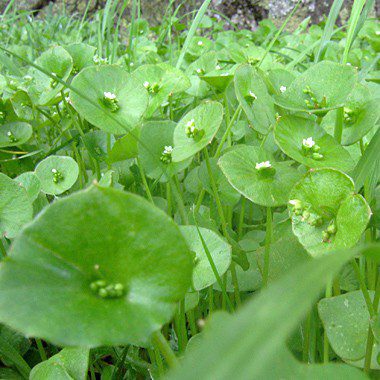Fight Weed Growth the Organic Way