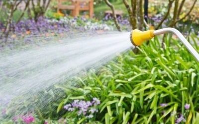 Protect Your Plants From the Effects of Water Stress
