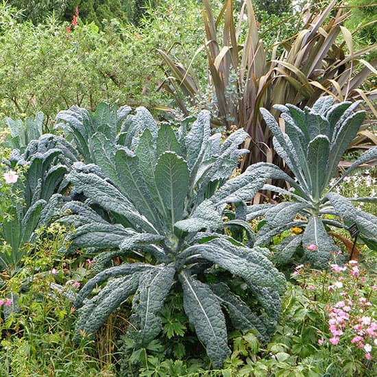 Superfoods You Can Grow in Your Backyard kale