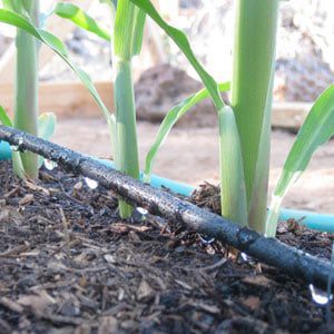 Colorado gardening checklist drip irrigation