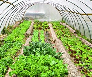 A Colorado Gardener’s May Checklist