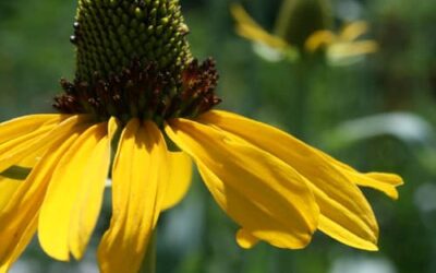Prairie Coneflower: A Native Gem for Colorado Gardens