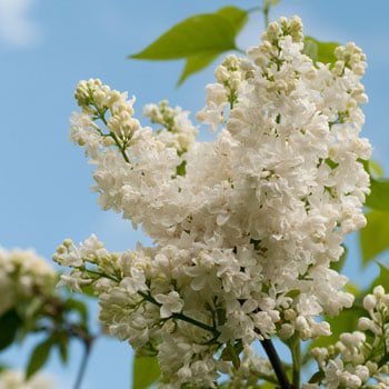 Colorado gardening checklist lilac
