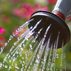 Colorado gardening checklist watering plants