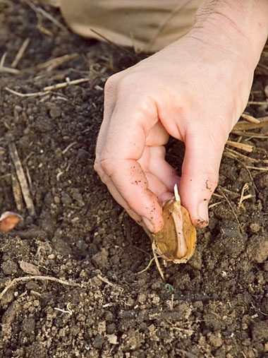Colorado gardening checklist planting
