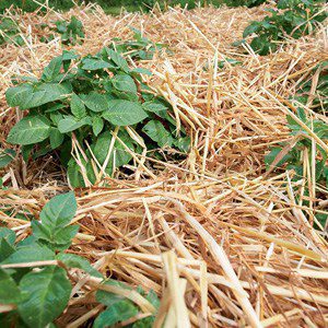 Fight Weed Growth the Organic Way weed-stopping-300