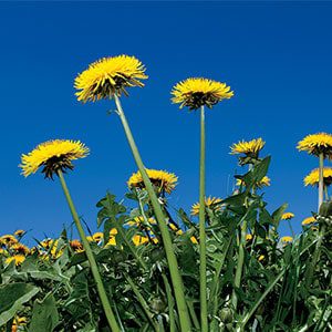 Fight Weed Growth the Organic Way weed_dandelion_300